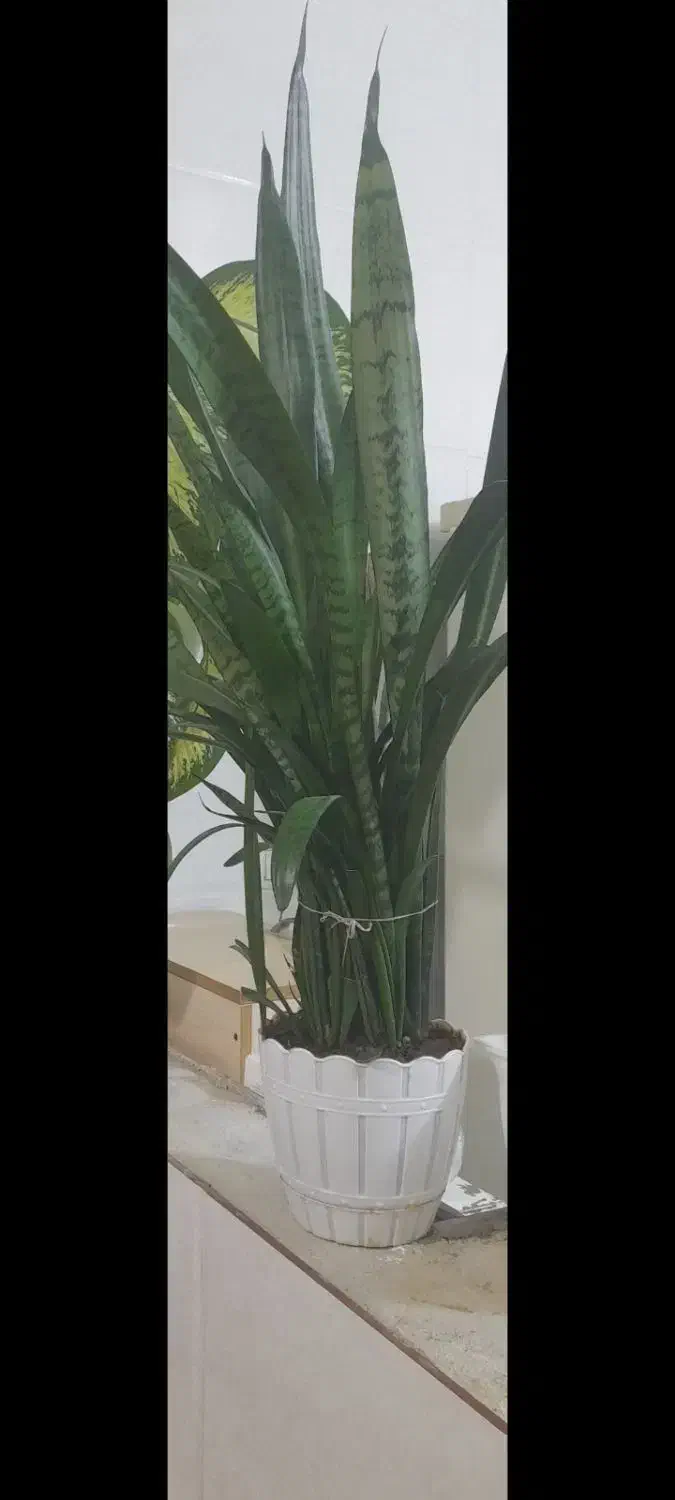 گل طبیعی|گل و گیاه طبیعی|سرپل ذهاب, |دیوار