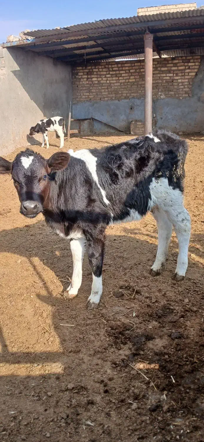 گوساله ماده|حیوانات مزرعه|تربت جام, میان جام|دیوار