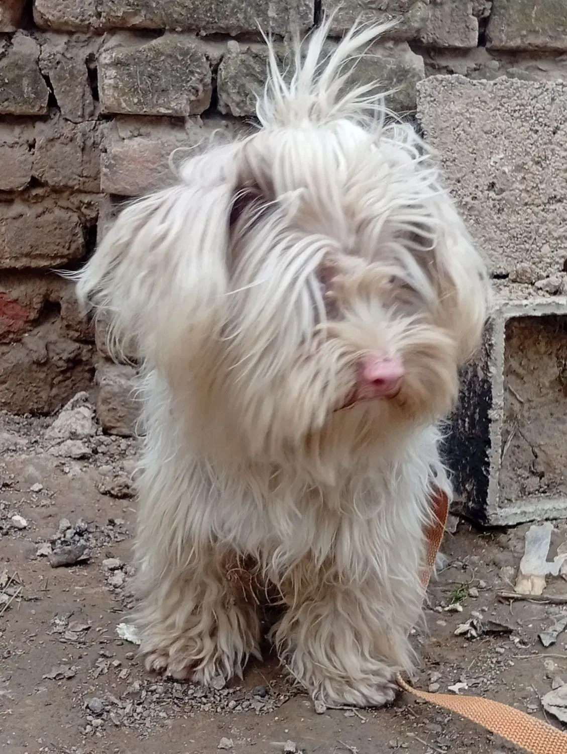 سگ پاکوتاه پشمالو|سگ|گنبد کاووس, |دیوار