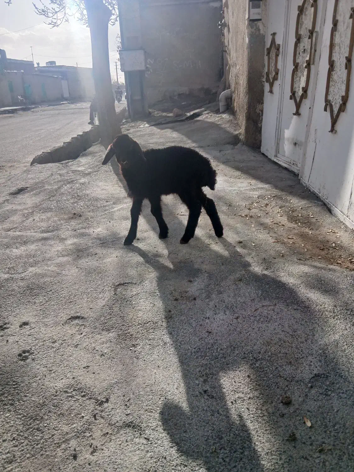 بره نرشیری|حیوانات مزرعه|کنگاور, |دیوار