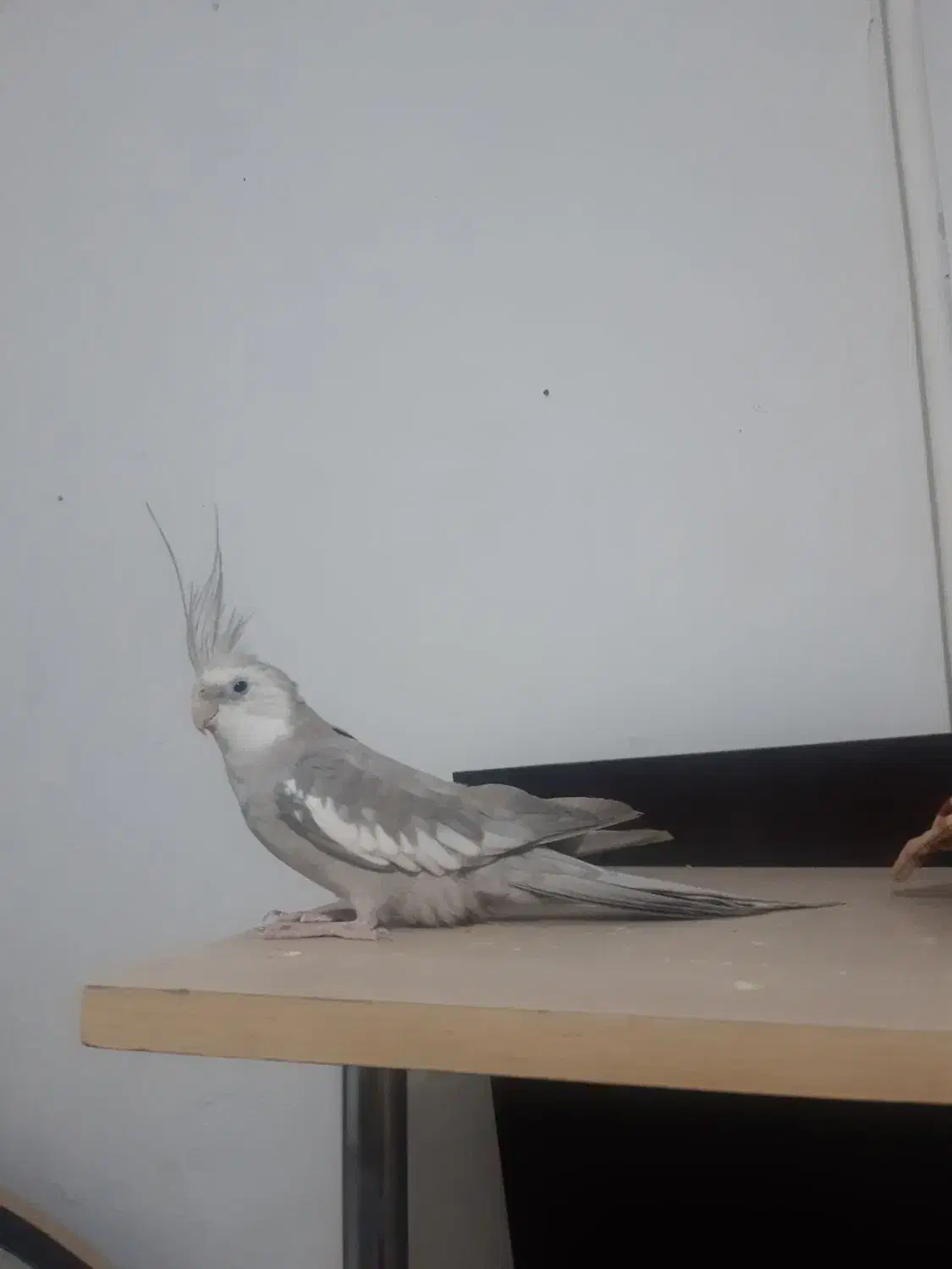 عروس هلندی وایت|پرنده|پاکدشت, خاتون آباد|دیوار