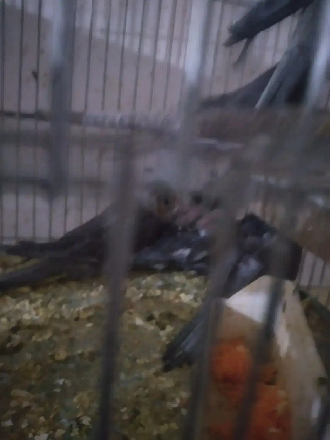 عروس هلندی|پرنده|نجفآباد, حومه نجف آباد|دیوار