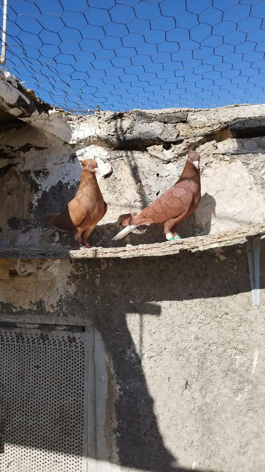 دوجفت دم سفید سیاه و زرد و سرخ|پرنده|تاکستان, |دیوار