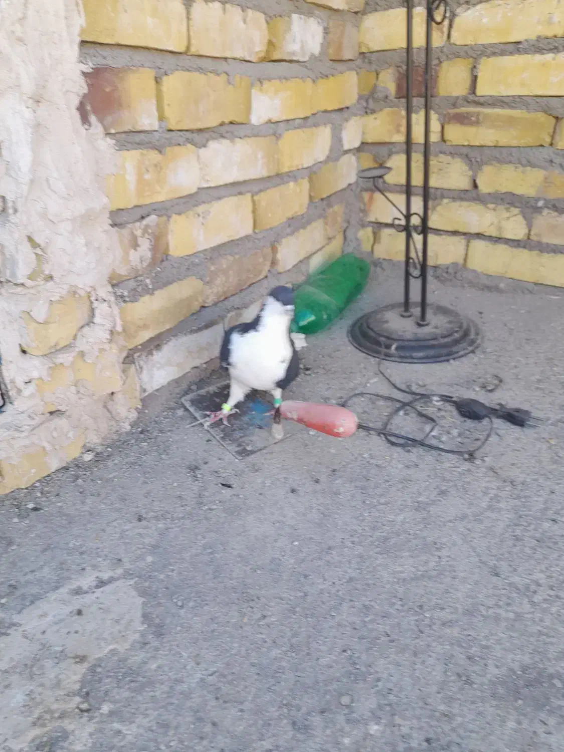 کبوتر ساده|پرنده|میان ولایت, |دیوار