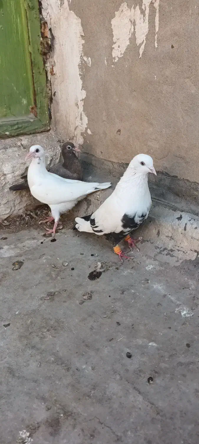 با سلام چند عدد کبوتر|پرنده|اهواز, دانشگاه چمران|دیوار