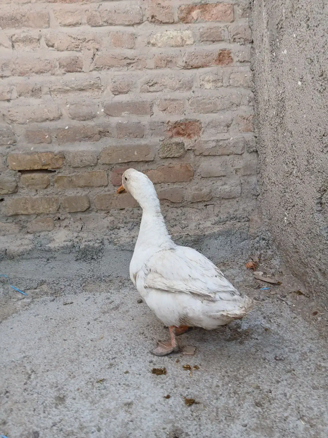 اردک‌نر|حیوانات مزرعه|محمدشهر, محمدشهر|دیوار