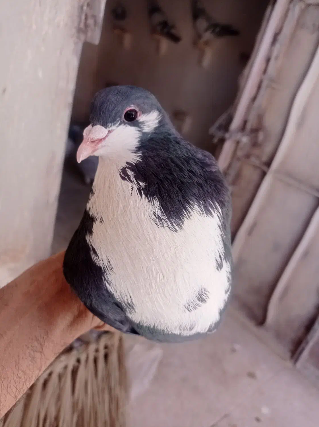 کبوتر|پرنده|بم, |دیوار