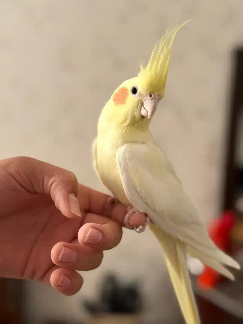 عروس هلندی|پرنده|رودهن, |دیوار