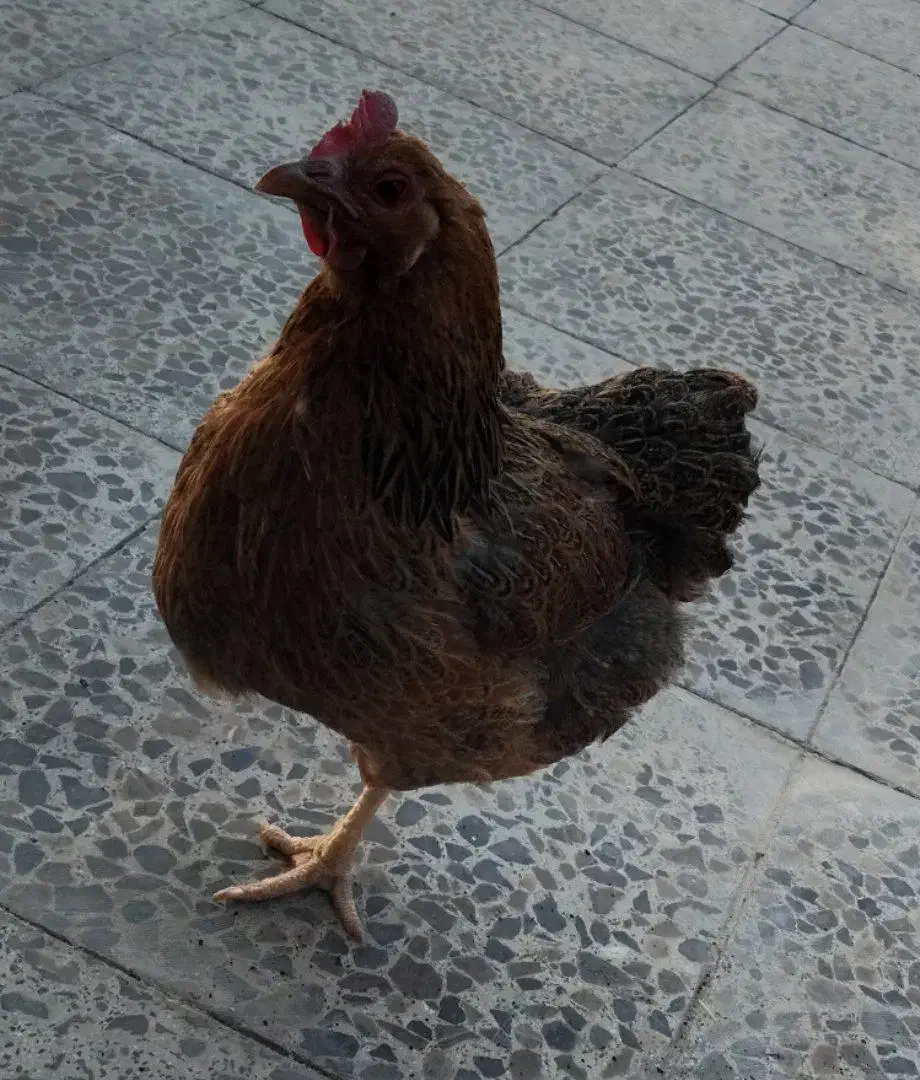 مرغ محلی|حیوانات مزرعه|دهلران, |دیوار