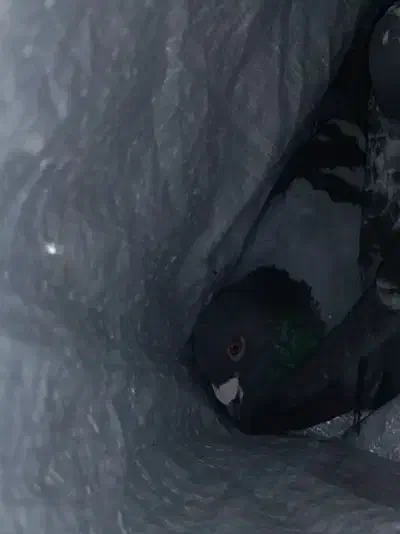 کفتر گم شده|حیوانات|زیرکوه, |دیوار