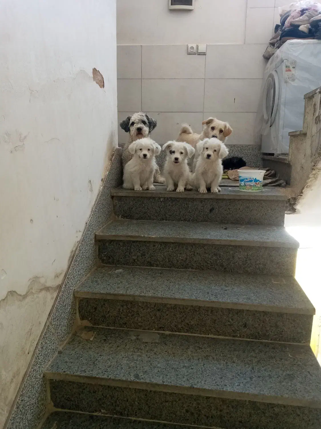 سگ های شیتزو|سگ|خمینی‌شهر, |دیوار