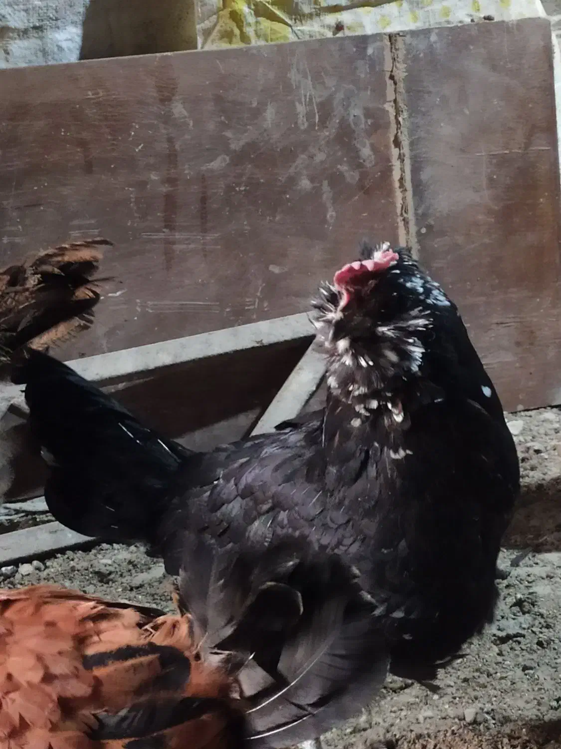 مرغ گلین|حیوانات مزرعه|آسارا, |دیوار