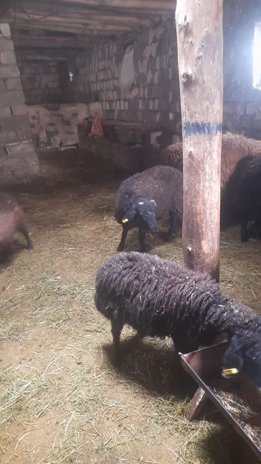 بره نر|حیوانات مزرعه|نوشین شهر, |دیوار