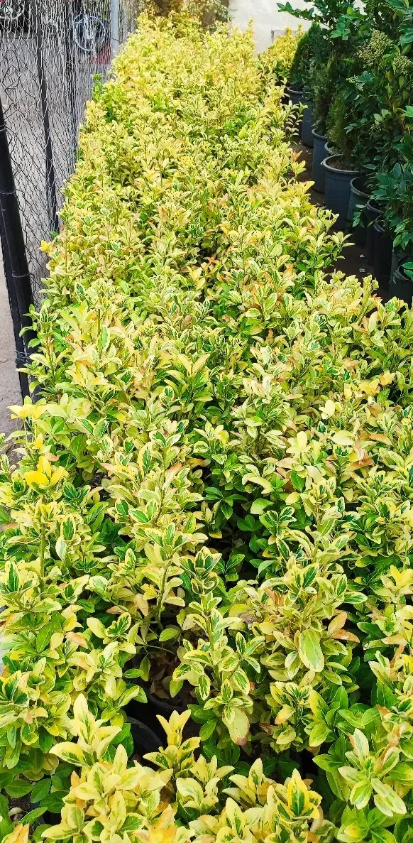 شمشاد ابلغ|گل و گیاه طبیعی|قم, وادی السلام|دیوار