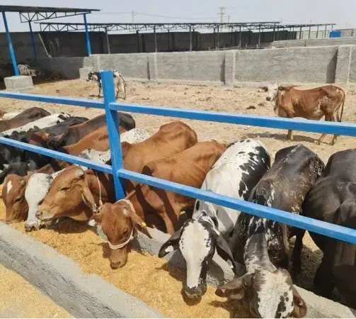 کارگر جهت کار در دامداری ورامین اتباع با مدارک|استخدام صنعتی، فنی، مهندسی|جوادآباد, |دیوار