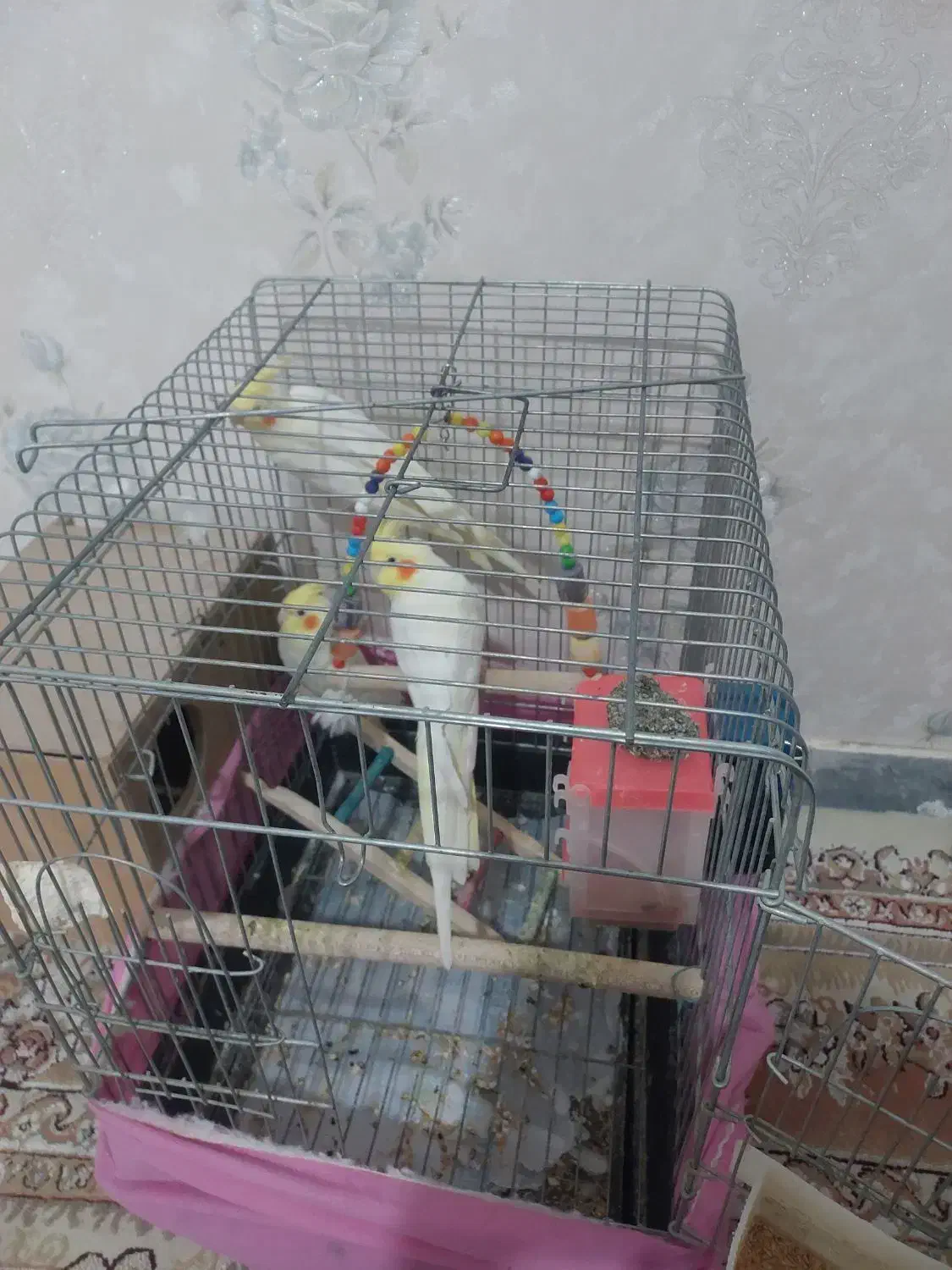 عروس هلندی بالغ|پرنده|نسیمشهر, |دیوار