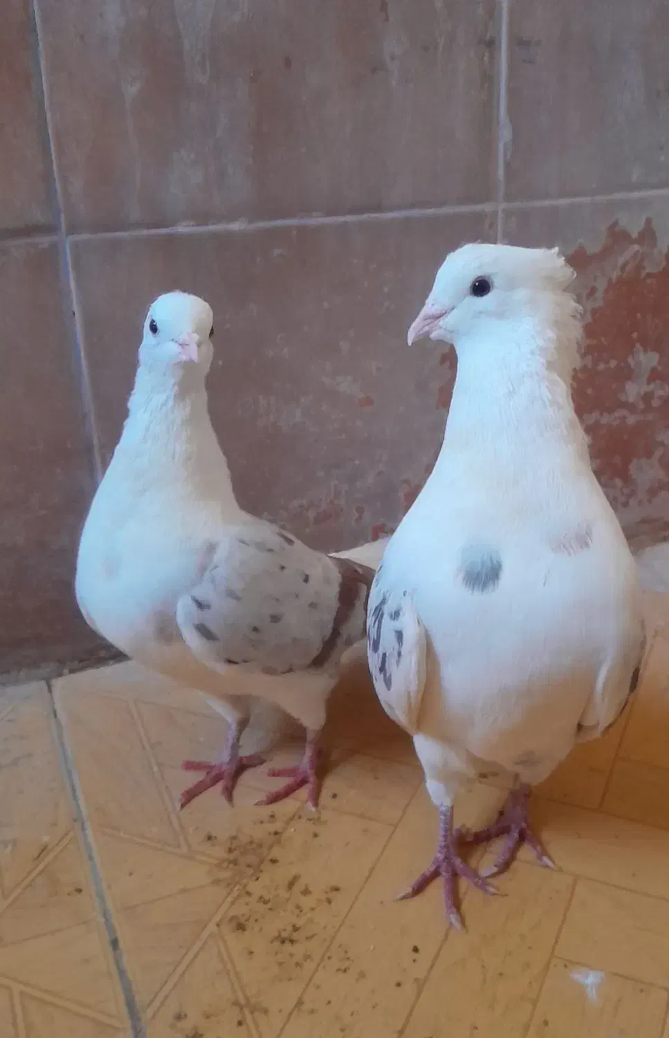 فروش کبوتر|پرنده|چگنی, |دیوار