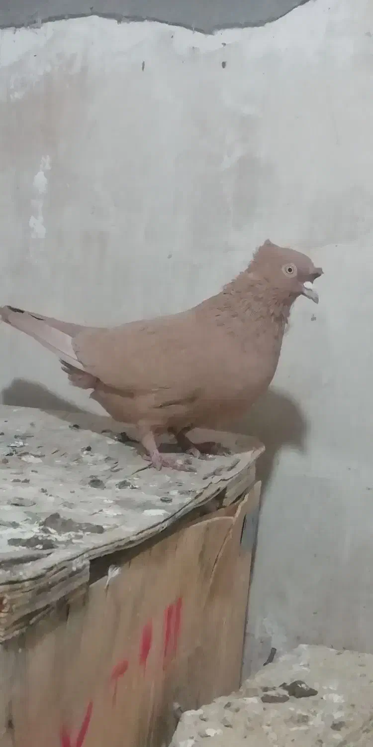 کبوتر|پرنده|شیراز, شهرک مهدیه|دیوار