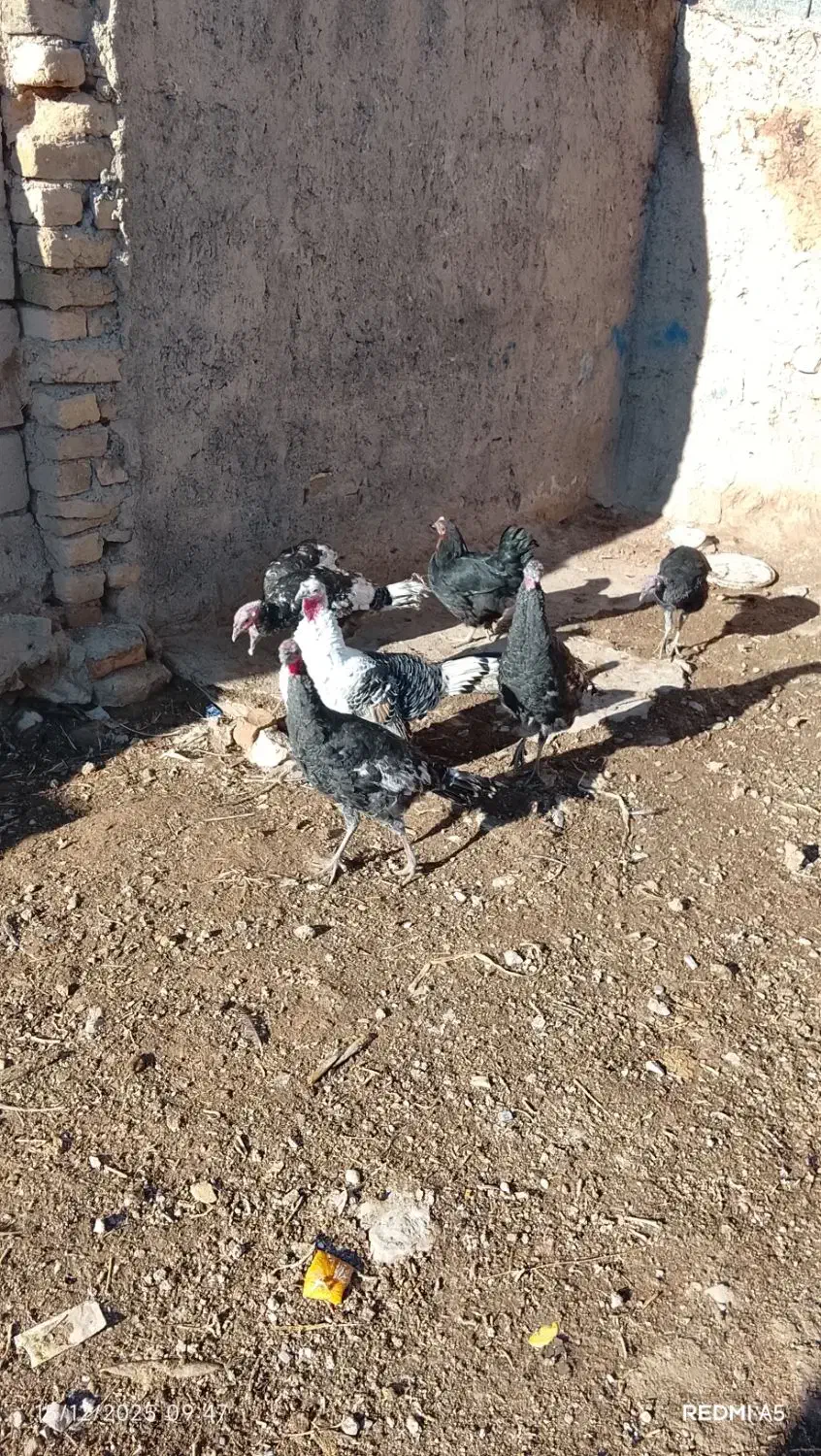 فروش 6عدد بوقلمون|حیوانات مزرعه|قیدار, |دیوار