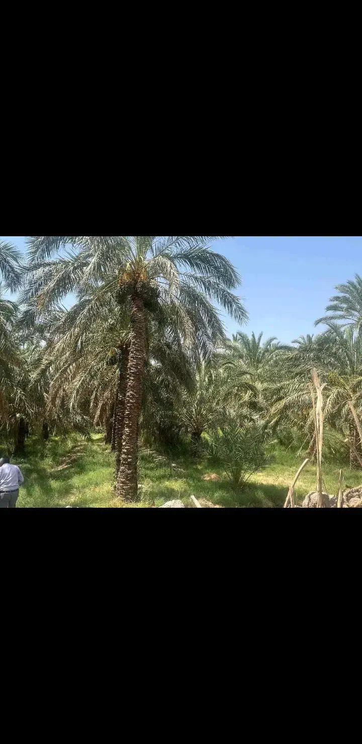 کارگر|خدمات باغبانی و درختکاری|جیرفت, |دیوار