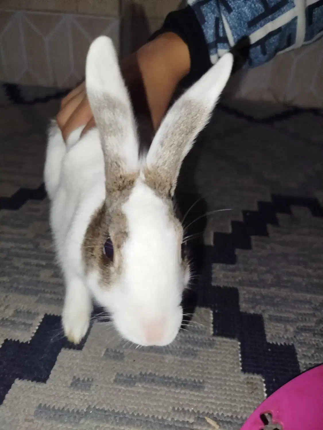 خرگوش نر|موش و خرگوش|بیرجند, |دیوار