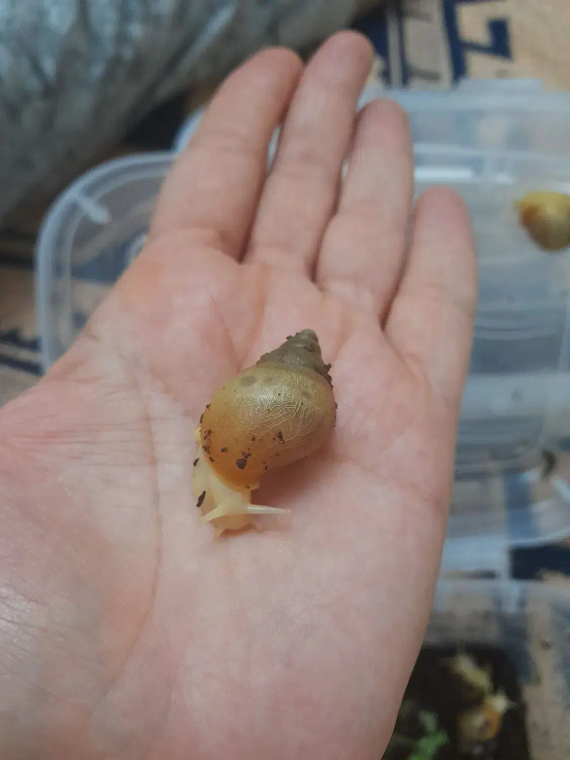 آچاتینا|خزنده|تهران, شهرک شهید رجایی (کوی نوبنیاد)|دیوار