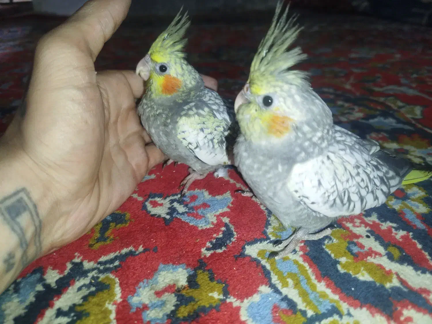 جوجه عروس هلندی|پرنده|مسجد سلیمان, |دیوار