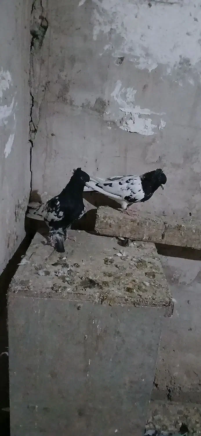 کله سیاه|پرنده|اهواز, کوروش|دیوار