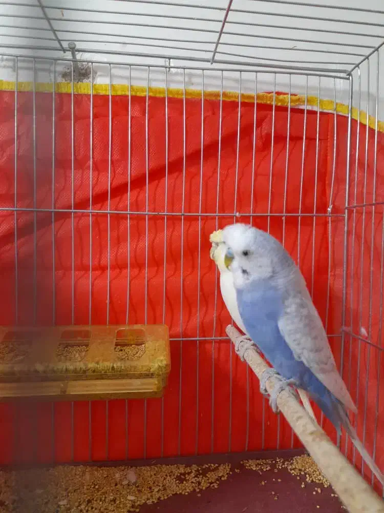 مرغ عشق قناری|پرنده|کرمان, |دیوار