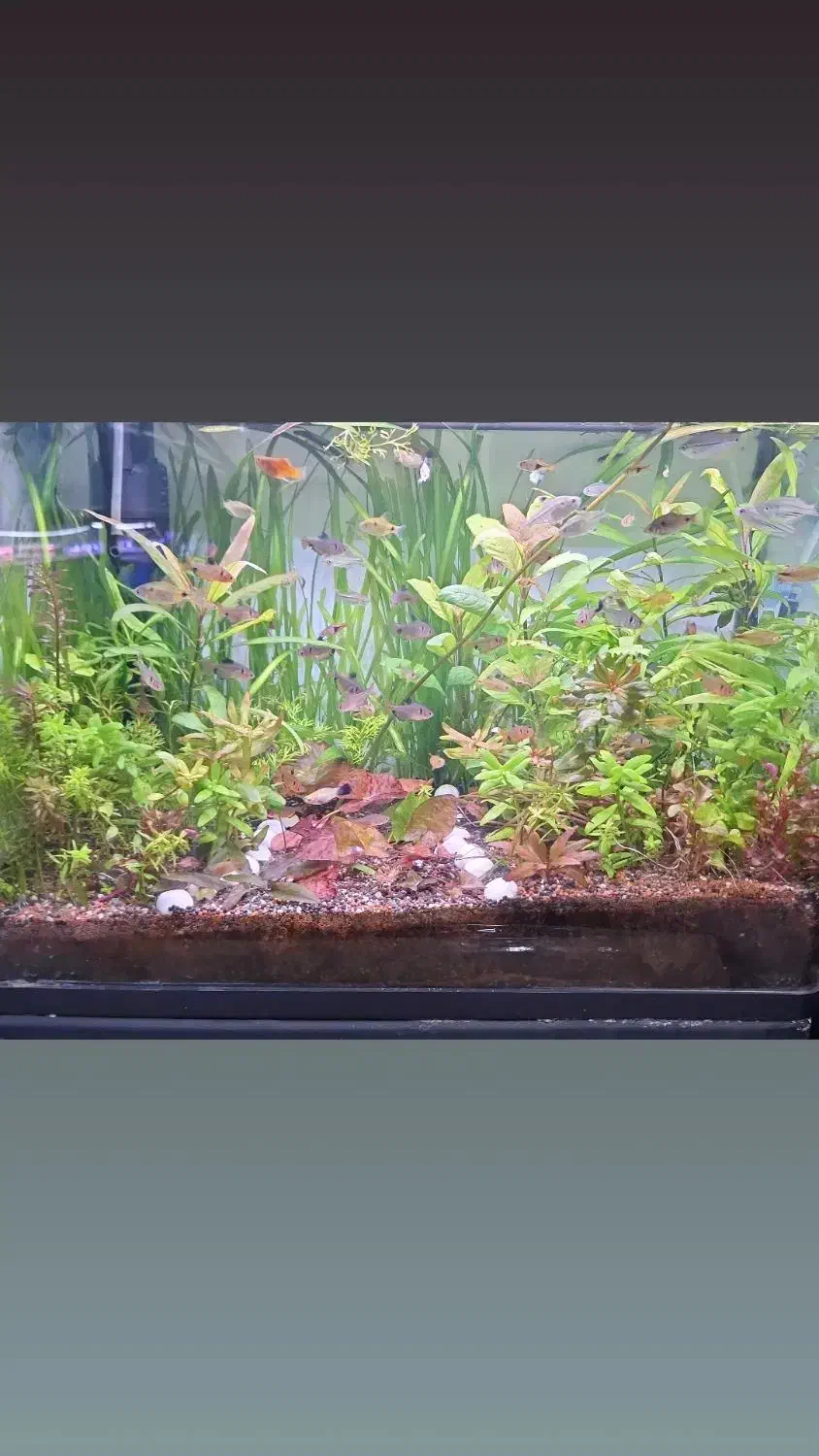 تنگ گیاه|گل و گیاه طبیعی|زاهدان, |دیوار