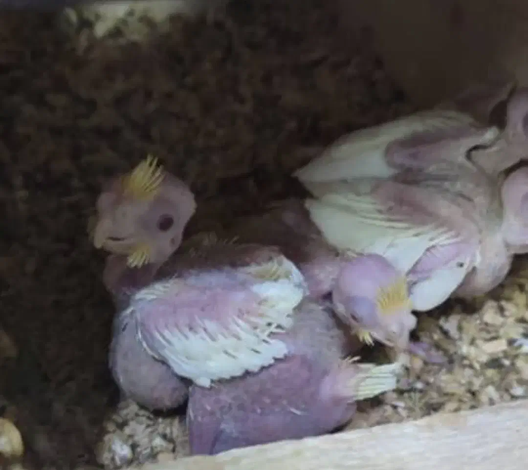 تعدادی جوجه سرلاکی عروس هلندی نژاد های مختلف|پرنده|مرودشت, کناره|دیوار