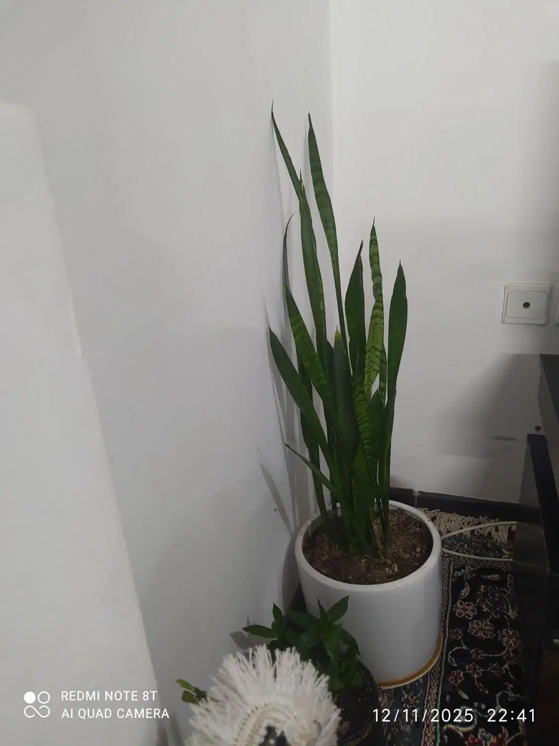 برنج چمپا|خوردنی و آشامیدنی|یاسوج, |دیوار