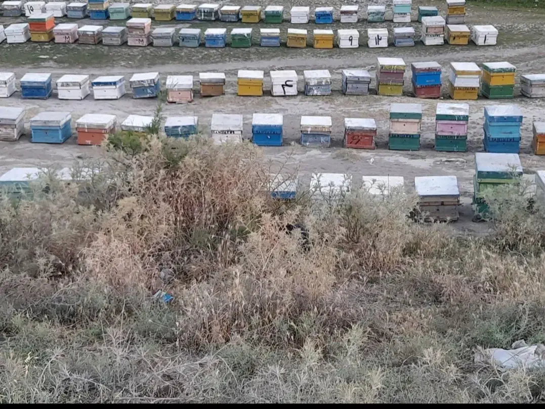 جابجایی زنبور عسل|خدمات حمل و نقل|صحنه, |دیوار