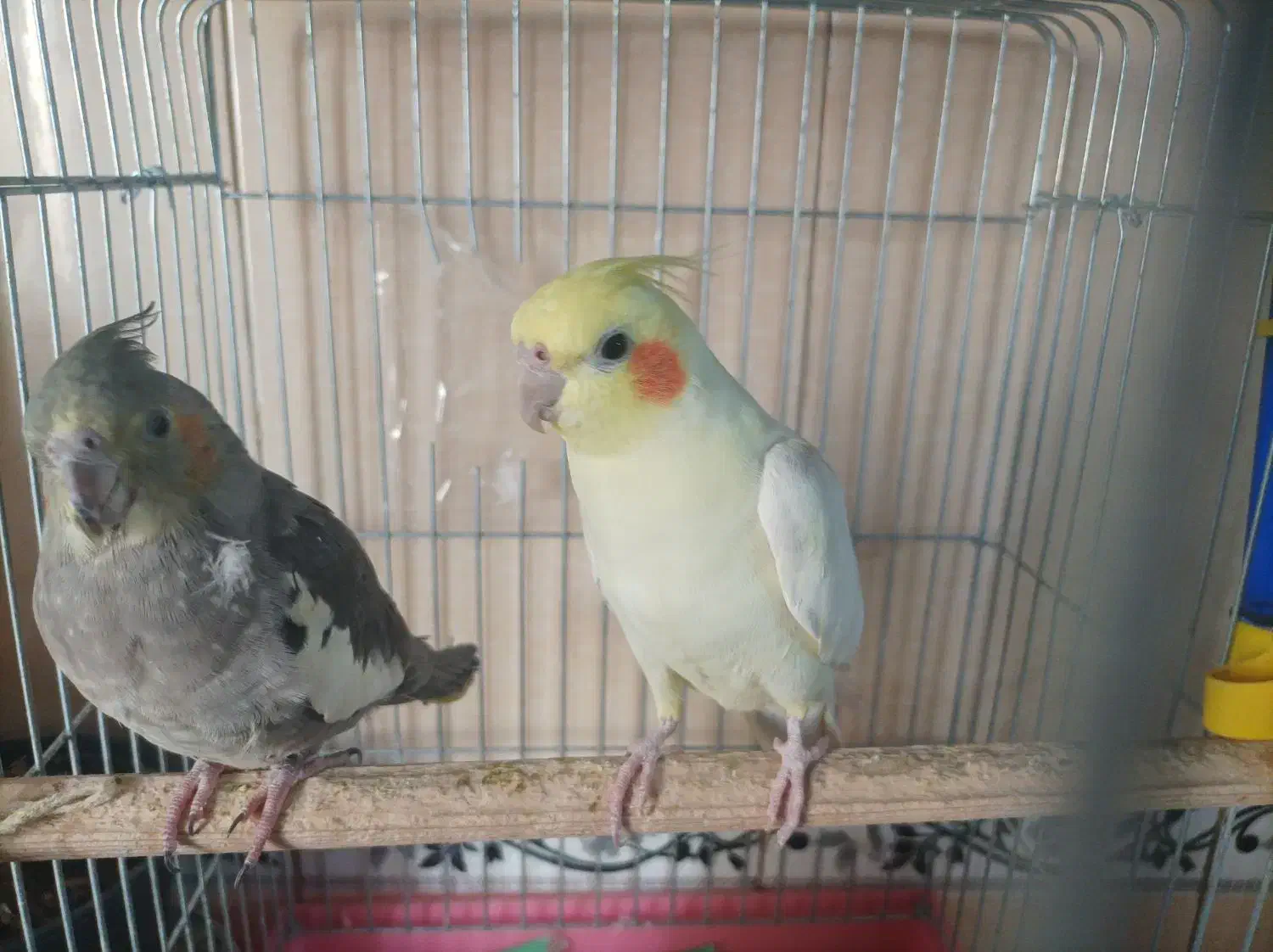 جفت عروس هلندی مولد|پرنده|پاکدشت, پاکدشت (مامازند)|دیوار