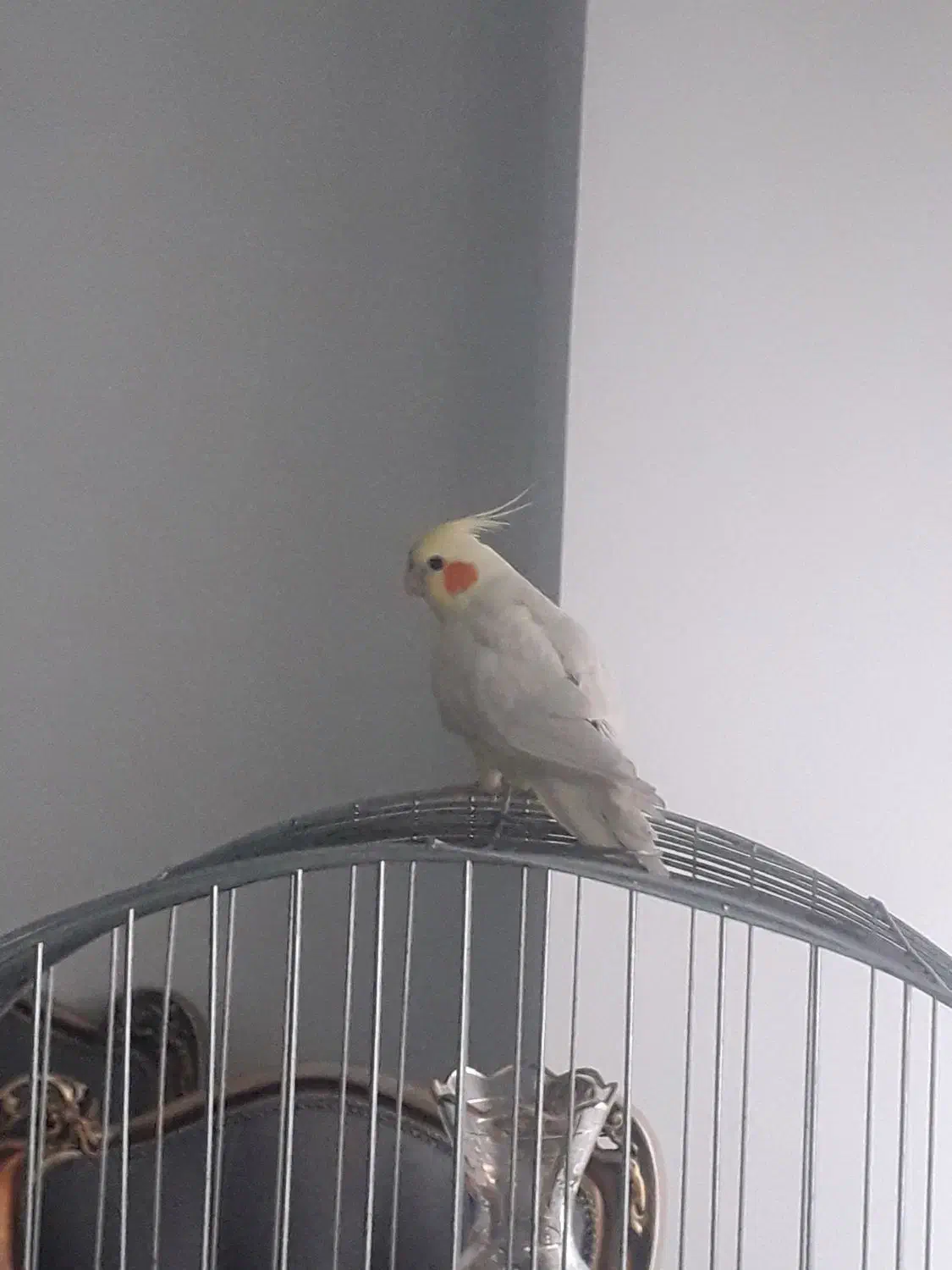 عروس هلندی|پرنده|رودهن, |دیوار