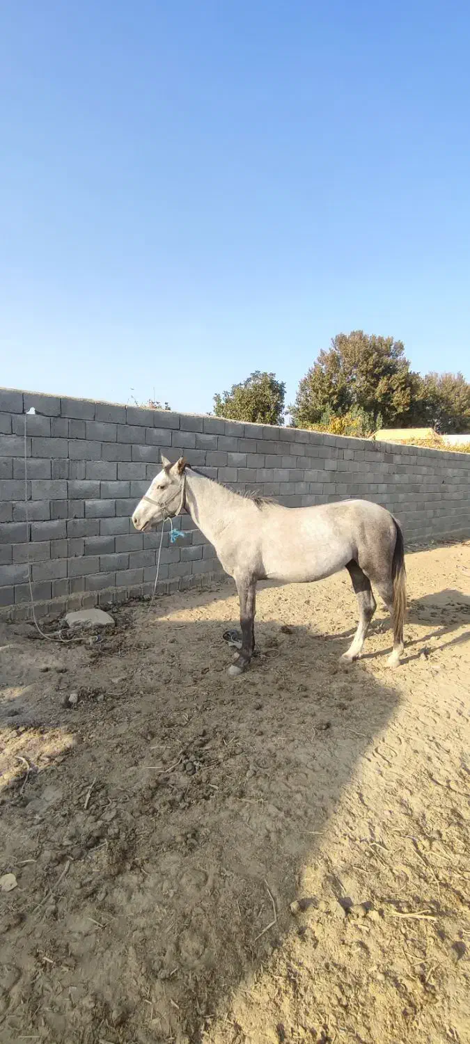 نریون ترکمن. کرد 3 ساله|اسب و تجهیزات اسب‌سواری|هشتگرد, تهران دشت|دیوار