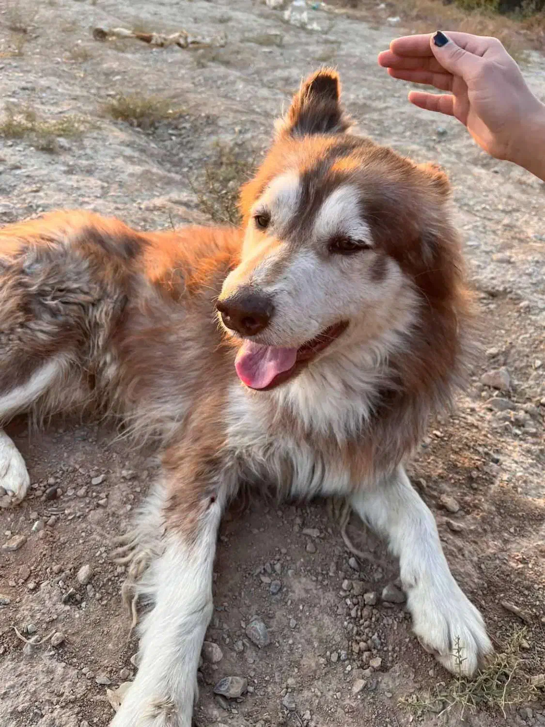 سگ نر ۱ ساله هاسکی میکس|سگ|آفتاب, |دیوار