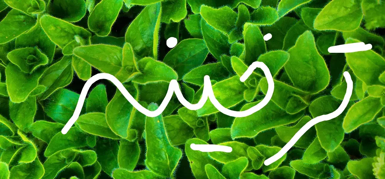 غذای محلی|خوردنی و آشامیدنی|کوهدشت, |دیوار