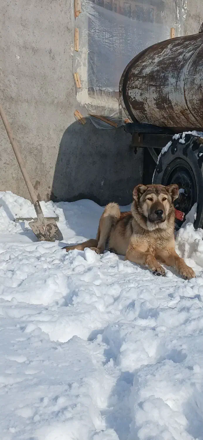 توله سرابی|سگ|درگزین, |دیوار