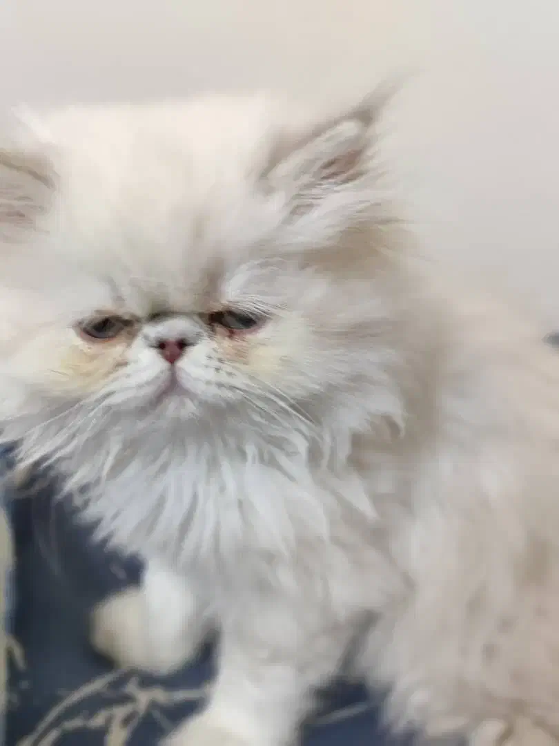 بچه گربه پرشین هیمالین سوپرفلت ماده سفیدچشم سبزآبی|گربه|تهران, حافظیه|دیوار