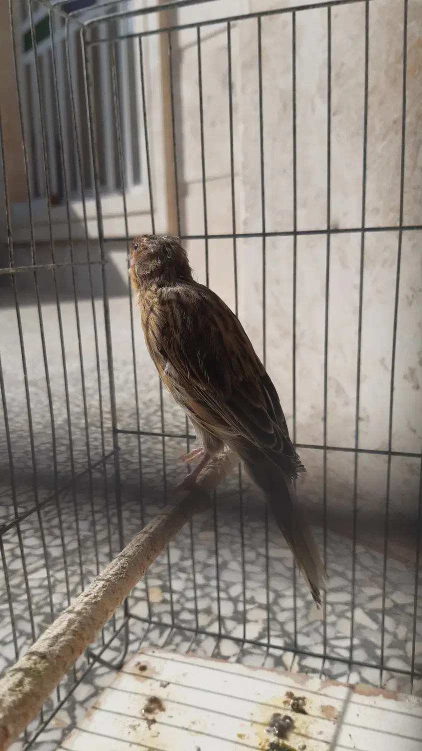 قناری ماده|پرنده|مرودشت, فاز اول شهرک فرهنگیان|دیوار