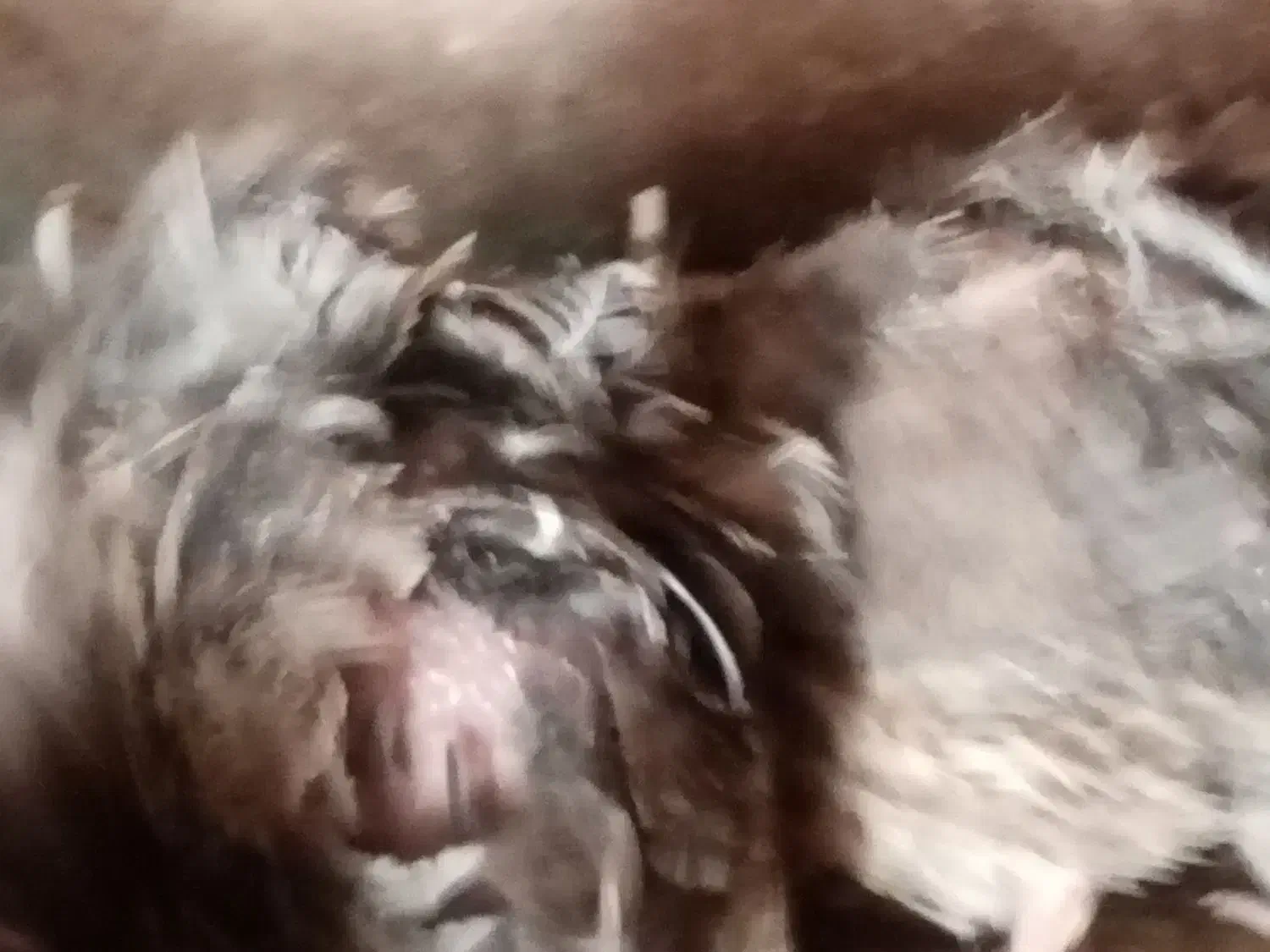 فروش غاز و بلدرچین|حیوانات مزرعه|شاهرود, |دیوار