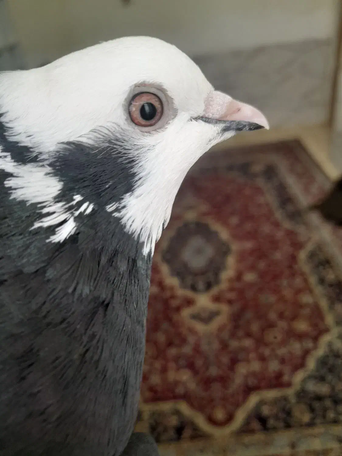 ابلغ سیاه ماده عالی|پرنده|طبس, |دیوار