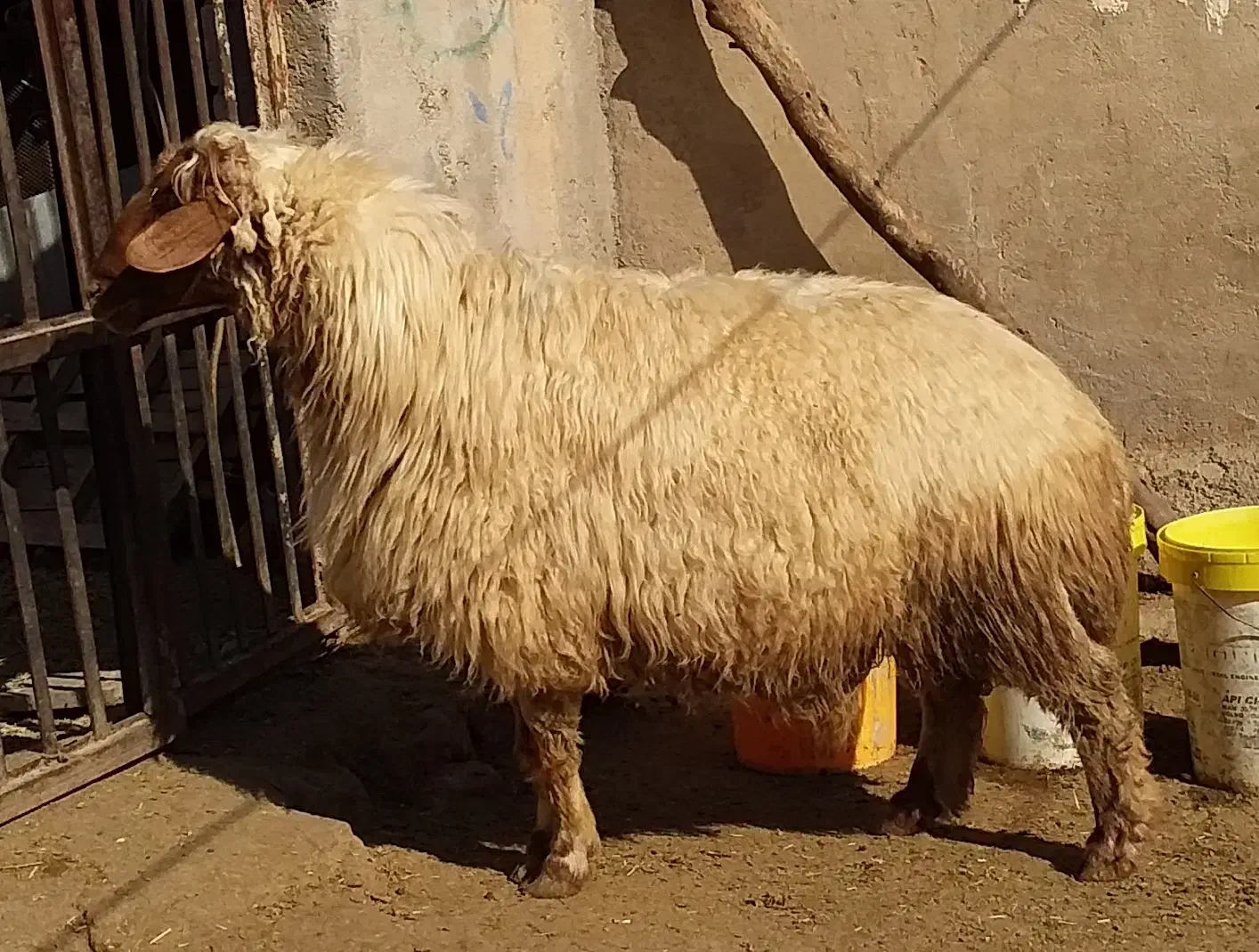 قوچ جوان|حیوانات مزرعه|پلدختر, |دیوار