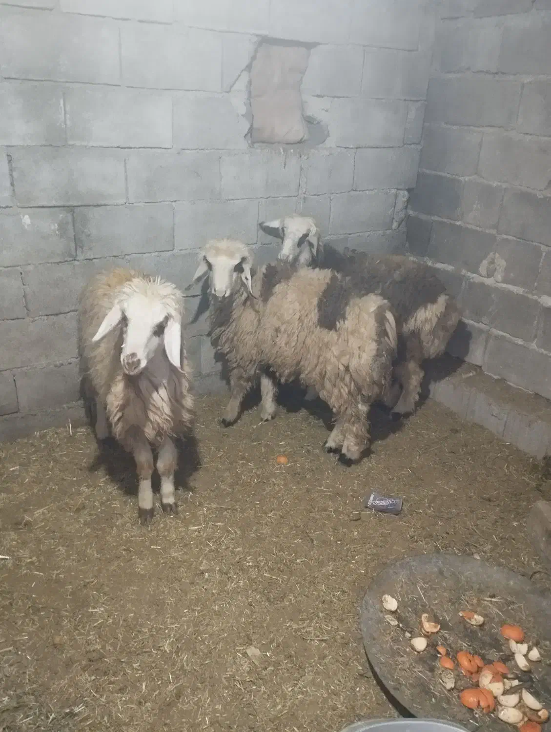 بره|حیوانات مزرعه|دهدشت, |دیوار