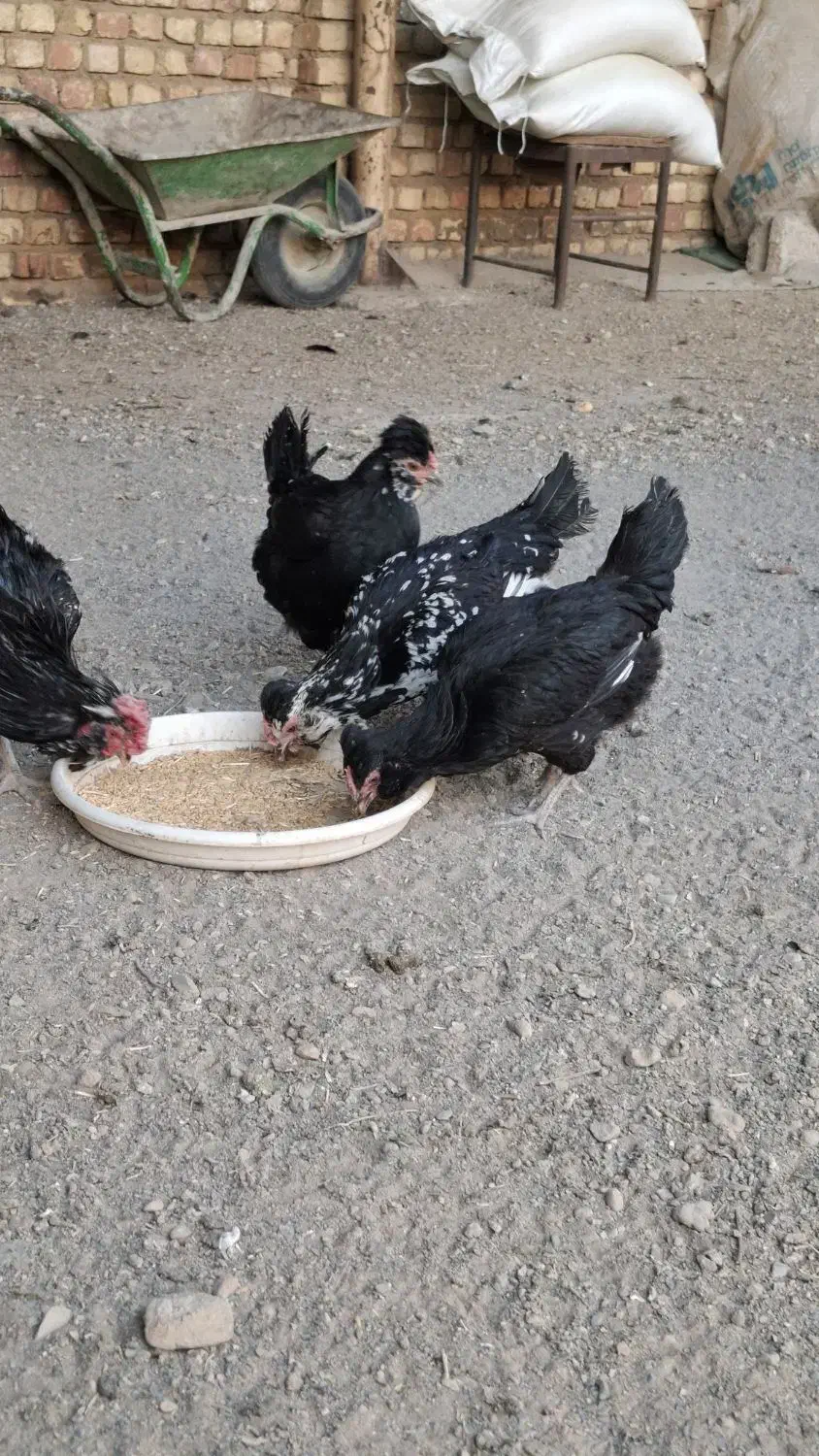 مرغ وخروس گلین|حیوانات مزرعه|اصفهان, کشاورزی|دیوار