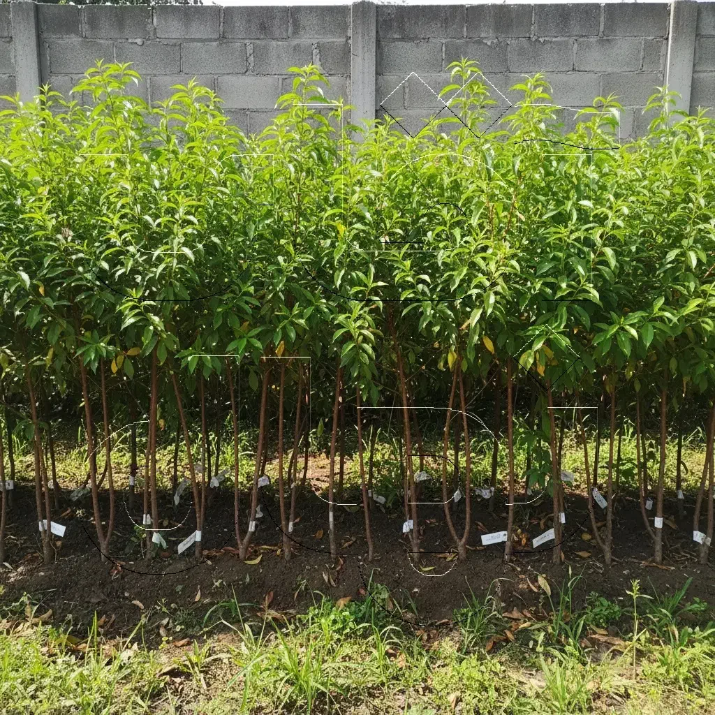 نــهال هلو تازه و درجه یک  ظرفیت محدود|خدمات باغبانی و درختکاری|کلاردشت, |دیوار