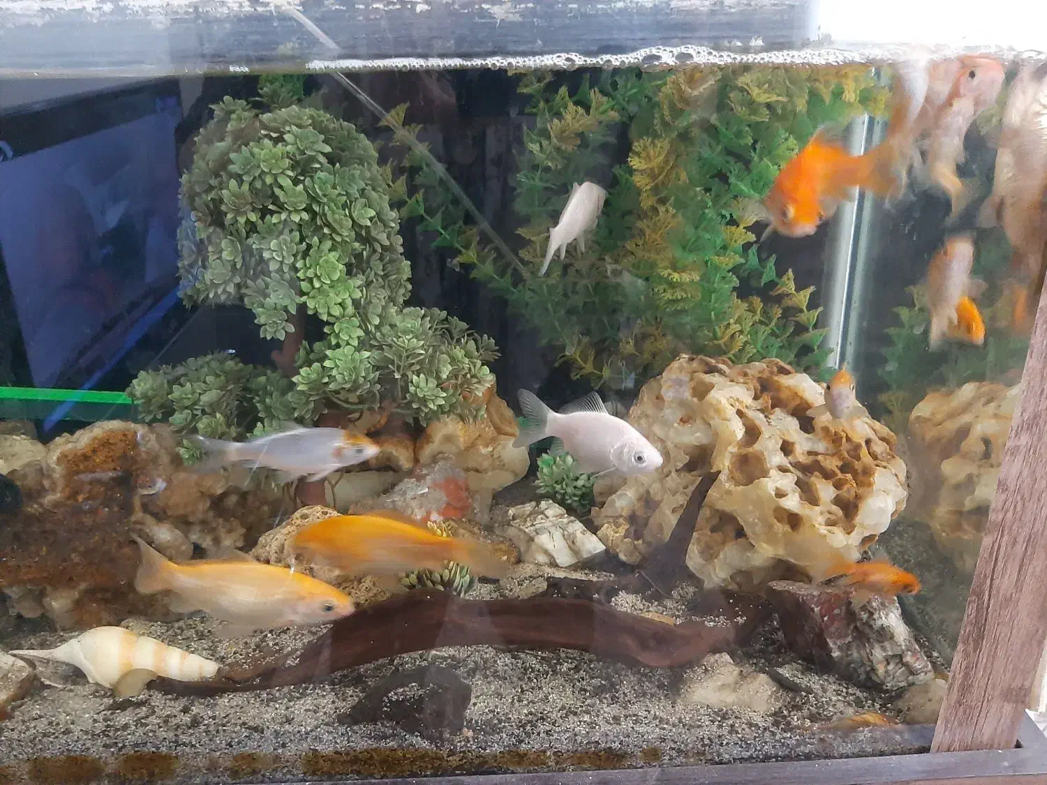 فروش آکواریوم با تمام ماهی ها ولوازم|ماهی|ری, سیزده آبان|دیوار