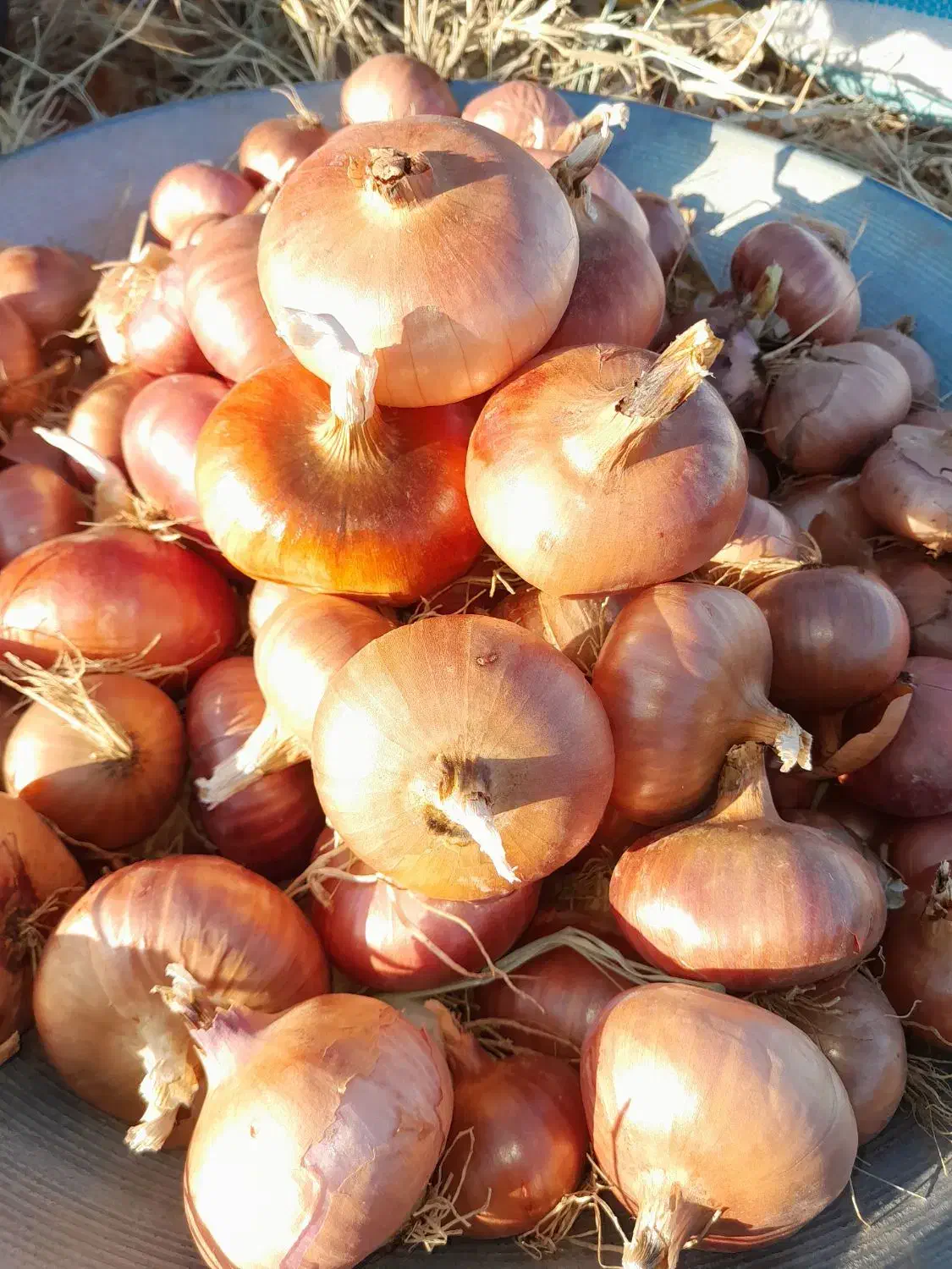 پیاز محلی دهگلان|حراج|بلبان آباد, |دیوار