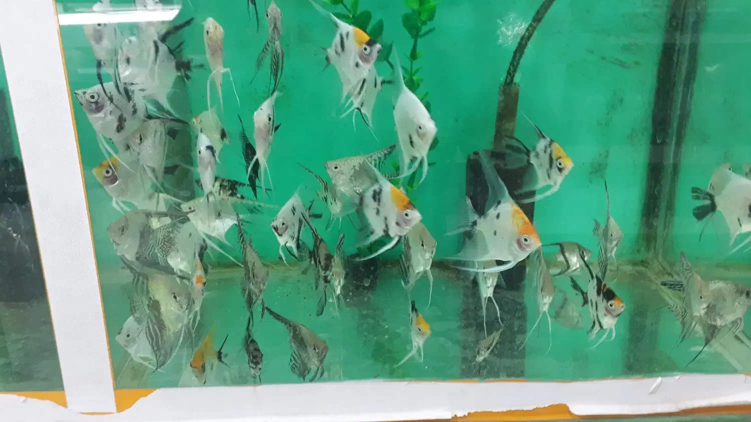 انواع ماهی گیاه خوار و گوشت خوار جدید|ماهی|کرمان, |دیوار